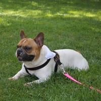 JASPER, chien à adopter