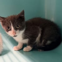 BROKE, chat à adopter