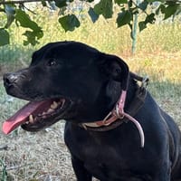 Mya, chienne à adopter