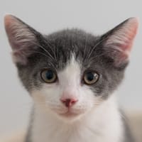 ARISTOTE, chat à adopter