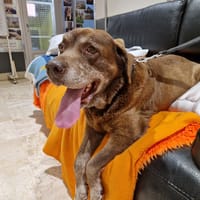 JESSIE, chienne à adopter