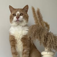 SILURE, chat à adopter
