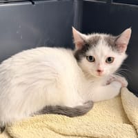 BRAKE, chat à adopter