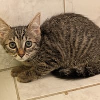 ROSE, chatte à adopter