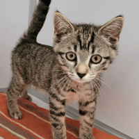 misty, chatte à adopter