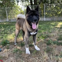 DOHKO, chien à adopter