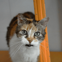 Mika, chatte à adopter