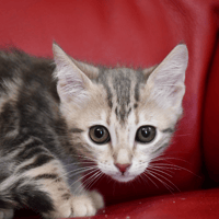 AURORE ( en cours d'adoption), chatte à adopter