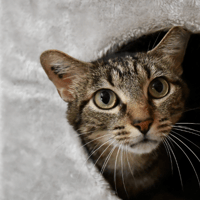 marley, chat à adopter