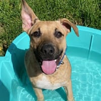 APACHE, chien à adopter