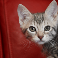 SONATE (en cours d'adoption), chatte à adopter