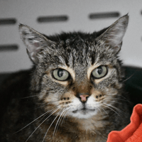 Diego, chat à adopter