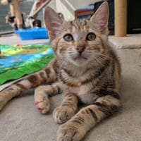 minski, chatte à adopter