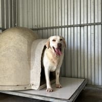 ULTRA BELLE, chienne à adopter