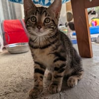APIK, chatte à adopter