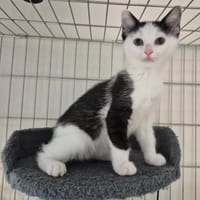 BAGUETTE, chatte à adopter
