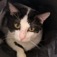 Oréo CAB5488, chat à adopter
