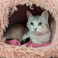 LAYA, chatte à adopter