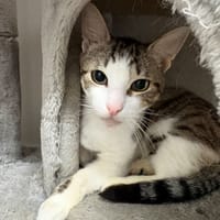 BUBBLE, chat à adopter
