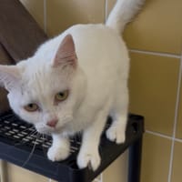 Charlie, chatte à adopter