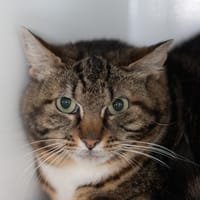 SUNNIE, chatte à adopter