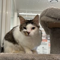 SUSHI, chat à adopter