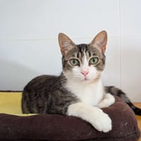 Kyoto, chat à adopter