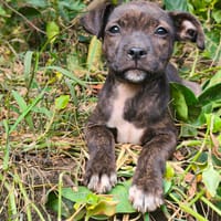 MAÏDO, chienne à adopter