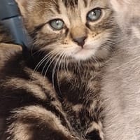 Suzette, chatte à adopter