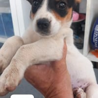 LORE (LOS REYE), chienne à adopter
