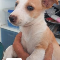 YANNE (Los Reyes), chienne à adopter