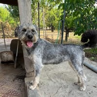 SAMBA (Martina), chienne à adopter
