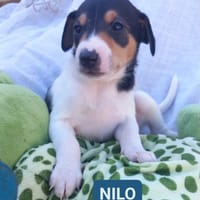 NILO (Los Reyes), chien à adopter