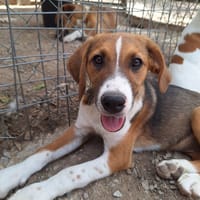fern, chienne à adopter
