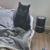Tala, chatte à adopter