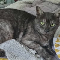majestic, chat à adopter
