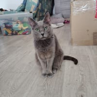 versace, chatte à adopter