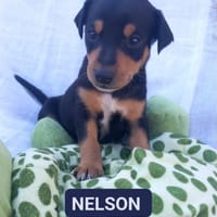 NELSON (Los Reyes), chien à adopter
