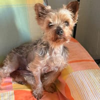 LOLA (Lara), chienne à adopter