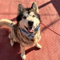 ALPHA (Lara), chien à adopter