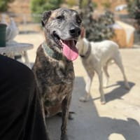 THÉO (Los Reyes), chien à adopter