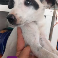 ELE (Los Reyes), chien à adopter