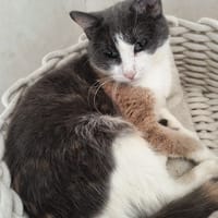 Hélys, chat à adopter