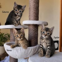 VENUS, SATURNE et JUPITER, chat à adopter