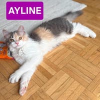 AYLINE, chatte à adopter