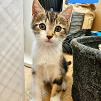 SILEX FRÈRE DE BASALTE ET JAIS À ADOPTER EN DUO OU SEUL SI DÉJÀ UN CHAT PRÉSENT CHEZ VOUS, chat à adopter
