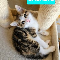 BASALTE FRÈRE DE SILEX ET JAIS À ADOPTER EN DUO OU SEUL SI DÉJÀ UN CHAT PRÉSENT CHEZ VOUS, chat à adopter