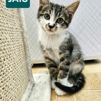 JAIS FRERE DE BASALTE ET SILEX A ADOPTER EN DUO OU SEUL SI DÉJÀ UN CHAT PRÉSENT CHEZ VOUS, chat à adopter