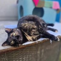 Menschenbezogene Katze Esmiralda, Katze zur Adoption