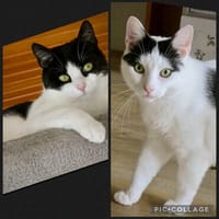 Zelda und Reyna suchen ihr Zuhause, Katze zur Adoption